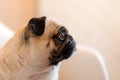 Lovely Funny White Cute Pug Dog Close Up Making Sad Face Waiting For Food. Selective Focus On Eyes