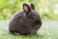 Lovely furry baby rabbit bunny looking at something sitting on green grass over bokeh nature background. Infant fluffy black bunny Royalty Free Stock Photo
