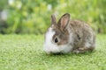 Lovely furry baby rabbit bunny looking at something while sitting on green grass over bokeh nature background. Infant rabbit white Royalty Free Stock Photo