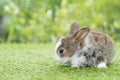 Lovely furry baby rabbit bunny white and brown looking at something while sitting on green grass over bokeh nature background. Royalty Free Stock Photo