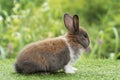 Lovely furry baby rabbit white and brown bunny looking at something while sitting on green grass over bokeh nature background. Royalty Free Stock Photo