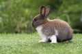 Lovely furry baby rabbit white and brown bunny looking at something while sitting on green grass over bokeh nature background. Royalty Free Stock Photo