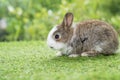 Lovely furry baby white and brown rabbit looking at something while sitting on green grass over bokeh nature background. Easter Royalty Free Stock Photo