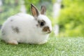 Lovely furry baby white and brown rabbit looking at something while sitting on green grass over bokeh nature background. Easter Royalty Free Stock Photo