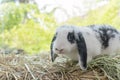 Lovely furry hare baby rabbit Holland lop looking at something sitting on dry straw grass over bokeh green background. Young white Royalty Free Stock Photo