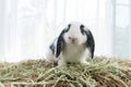 Lovely furry hare baby rabbit Holland lop looking at something sitting on dry straw grass over white background. Young white black Royalty Free Stock Photo