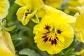 Lovely garden flowers yellow pansies,