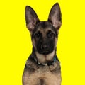 lovely german shepherd with collar looking forward and sitting