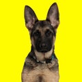lovely german shepherd with collar looking forward and sitting Royalty Free Stock Photo