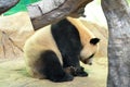 Lovely giant panda,Chinese