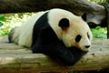 Lovely giant panda,Chinese