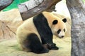 Lovely giant panda,Chinese