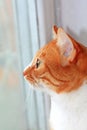 Lovely ginger cat