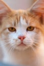 Lovely ginger cat closeup portrait, cute pet face Royalty Free Stock Photo