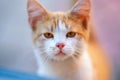 Lovely ginger cat closeup portrait with young clean face