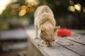 Lovely ginger cat eating bread in summer garden