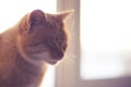 Lovely ginger cat face closeup portrait on window background, closed eyes Royalty Free Stock Photo