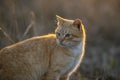 Lovely ginger cat portrait in the sunset meadow