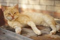 Lovely ginger cat resting near the house on a summer day