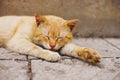 Lovely ginger cat sleep on a stone floor outdoors in a spring day