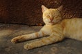 Lovely ginger cat sleeps near the house on a summer day