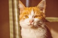 Lovely ginger whine kitten. Close-up cat face Royalty Free Stock Photo