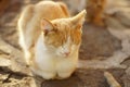 Lovely ginger white cat sleeps outdoors in a summer day