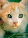 Lovely ginger white kitten with green eyes