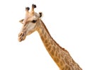 lovely giraffe head isolated on white Royalty Free Stock Photo