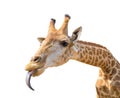 lovely giraffe head isolated on white Royalty Free Stock Photo