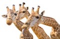 lovely giraffe head isolated on white Royalty Free Stock Photo