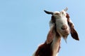 Funny Goat head  on blue sky background Royalty Free Stock Photo