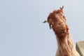 Funny Goat head isolated on blue sky background Royalty Free Stock Photo