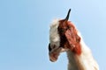 Funny Goat head isolated on blue sky background Royalty Free Stock Photo