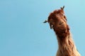 Funny Goat head isolated on blue sky background Royalty Free Stock Photo