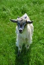 Lovely goat