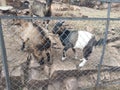 Lovely goat outdoors behind the bars in zoological garden Royalty Free Stock Photo