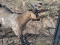 Lovely goat outdoors behind the bars in zoological garden foto Royalty Free Stock Photo