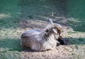 Lovely goat behind the bars in zoological garden Royalty Free Stock Photo