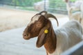 Lovely Goat in the zoo in Sriayuthaya Lion Park , focus selective Royalty Free Stock Photo