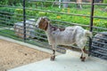 Lovely Goat in the zoo in Sriayuthaya Lion Park , focus selective