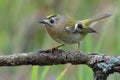 Lovely Goldcrest regulus regulus perched on lichen branch near a waterpond in green wood Royalty Free Stock Photo