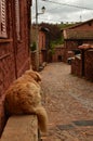 Lovely Golden Dog Resting On A Bench In A Picturesque Village With Black Slate Roofs In Madriguera. Animals Holidays Travel Rural Royalty Free Stock Photo