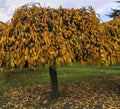 Lovely umbrella-like golden leafed tree