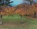 Lovely golden leafed trees in Bletchley Park