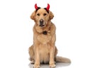 lovely golden retriever dog with devil horns headband panting and sitting Royalty Free Stock Photo