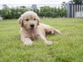 A lovely Golden Retriever dog on the meadow in front of the house
