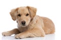 Lovely golden retriever puppy laying down Royalty Free Stock Photo