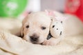 Lovely golden retriever puppy lying with little teddy bear Royalty Free Stock Photo