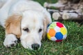 Lovely golden retriever puppy rest near a colorful ball